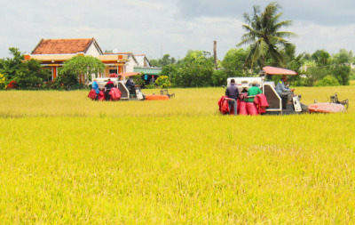 Năng suất lúa tăng kỷ lục, dân “trúng” đậm bất chấp hạn mặn