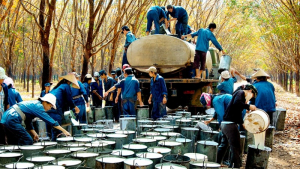 Xuất khẩu nông lâm sản đạt hơn 26 tỷ USD trong 8 tháng 2019